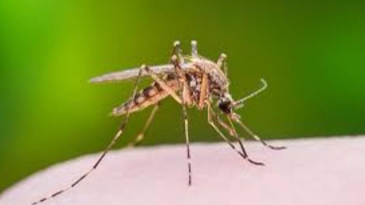 Jamestown Canyon Virus Identified in Sussex County